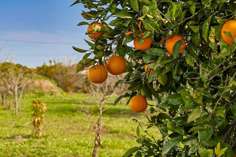 Quinta T5 para Venda em Pinhal Novo Foto 63