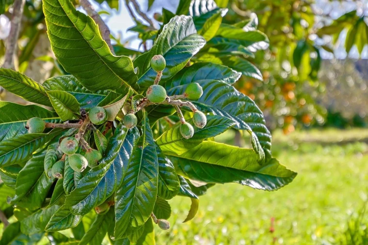 Quinta T5 para Venda em Pinhal Novo Foto 62