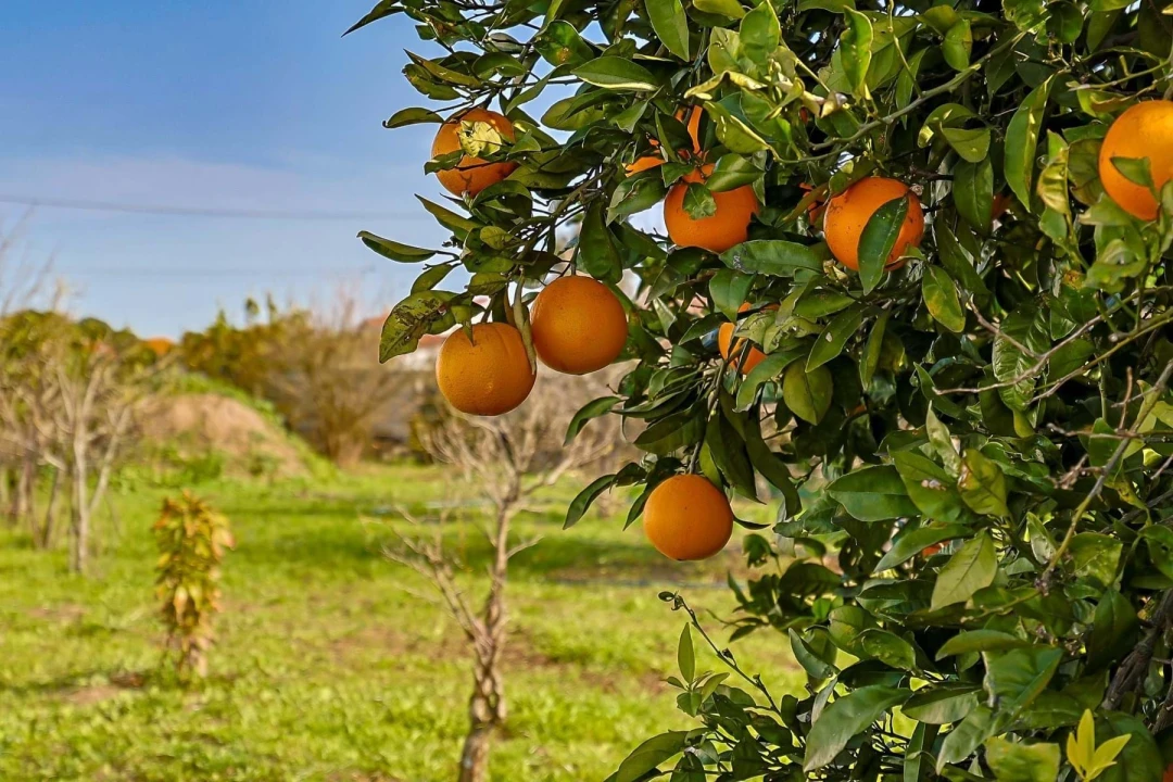Quinta T5 para Venda em Pinhal Novo Foto 63