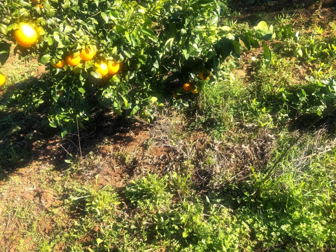 Quinta T3 para Venda em Rio de Moinhos Foto 28