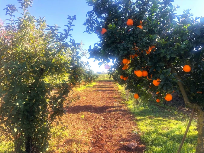 Quinta T3 para Venda em Rio de Moinhos Foto 22