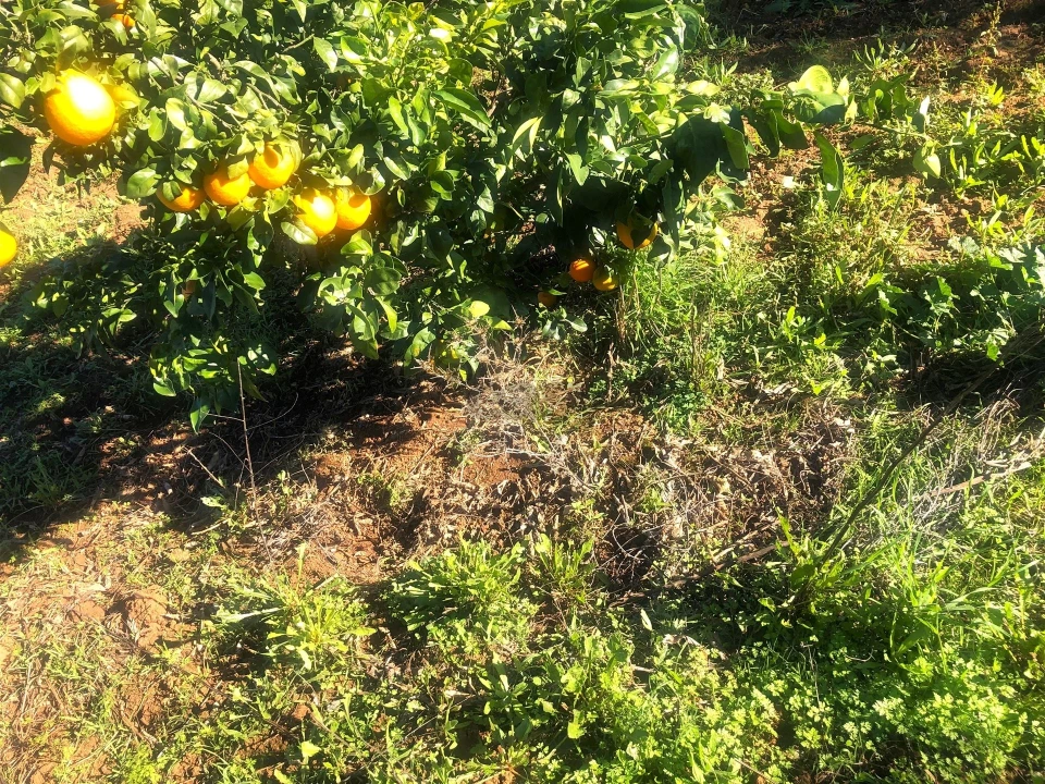 Quinta T3 para Venda em Rio de Moinhos Foto 28