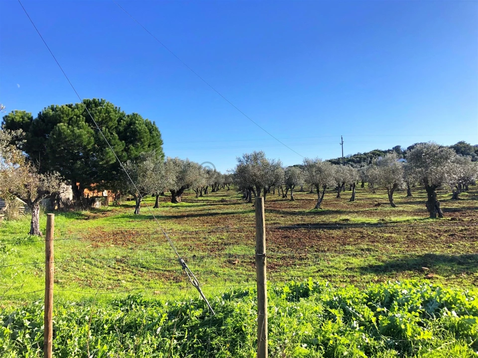 Quinta T3 para Venda em Rio de Moinhos Foto 29