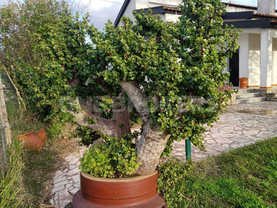 Moradia T6 para Venda em Samora Correia Foto 2