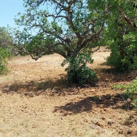 Terreno para Venda em Almancil