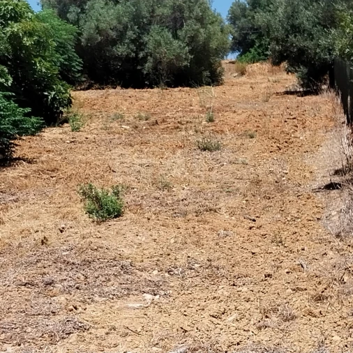 Terreno para Venda em Almancil Foto 6