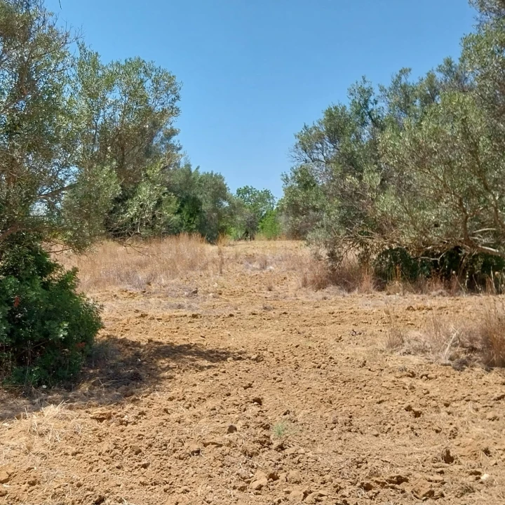 Terreno para Venda em Almancil Foto 8
