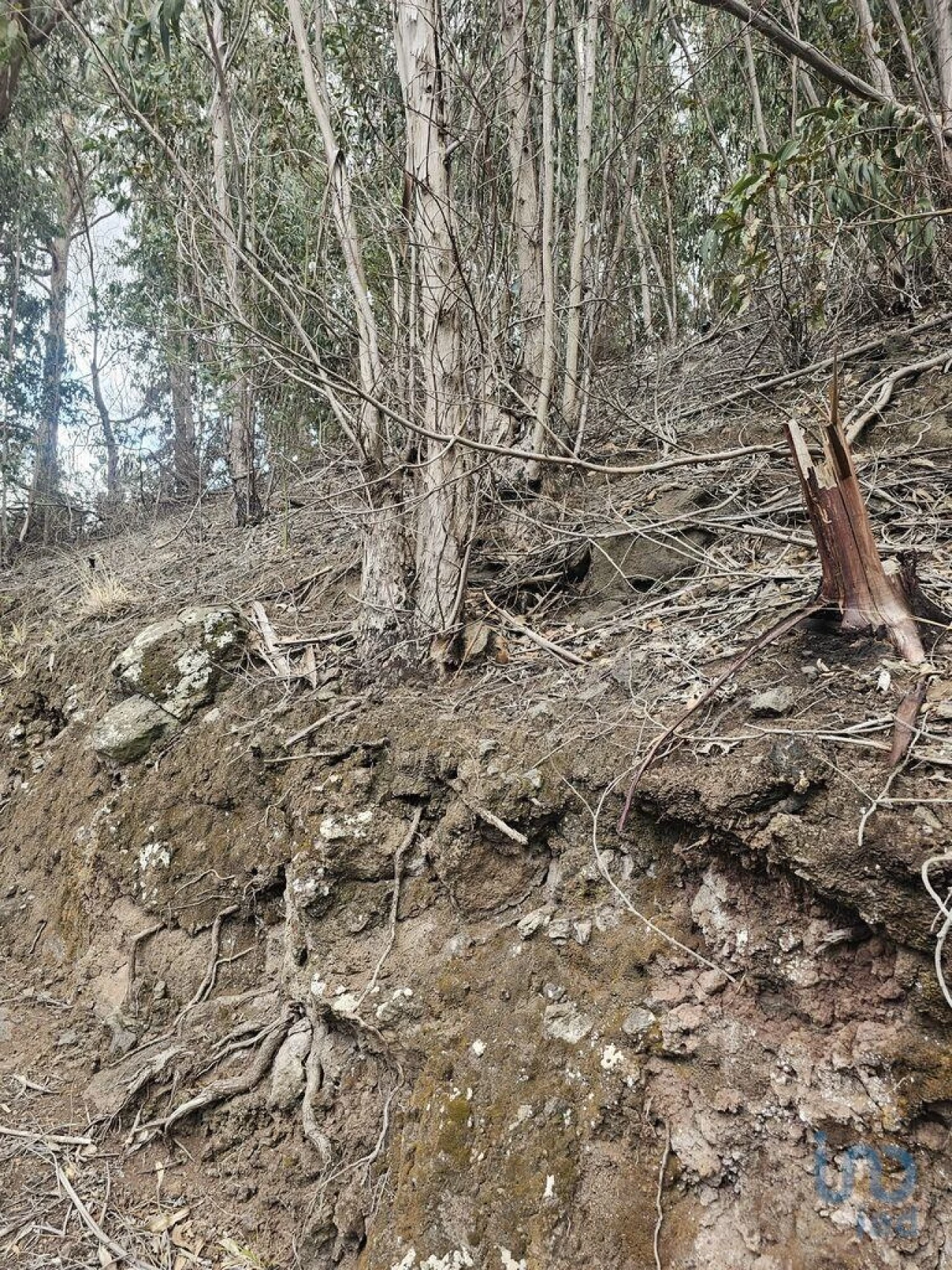 Terreno para Venda em Agua de Pena Foto 4