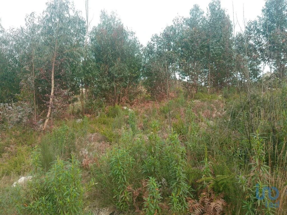 Terreno para Venda em Seixo da Beira Foto 5