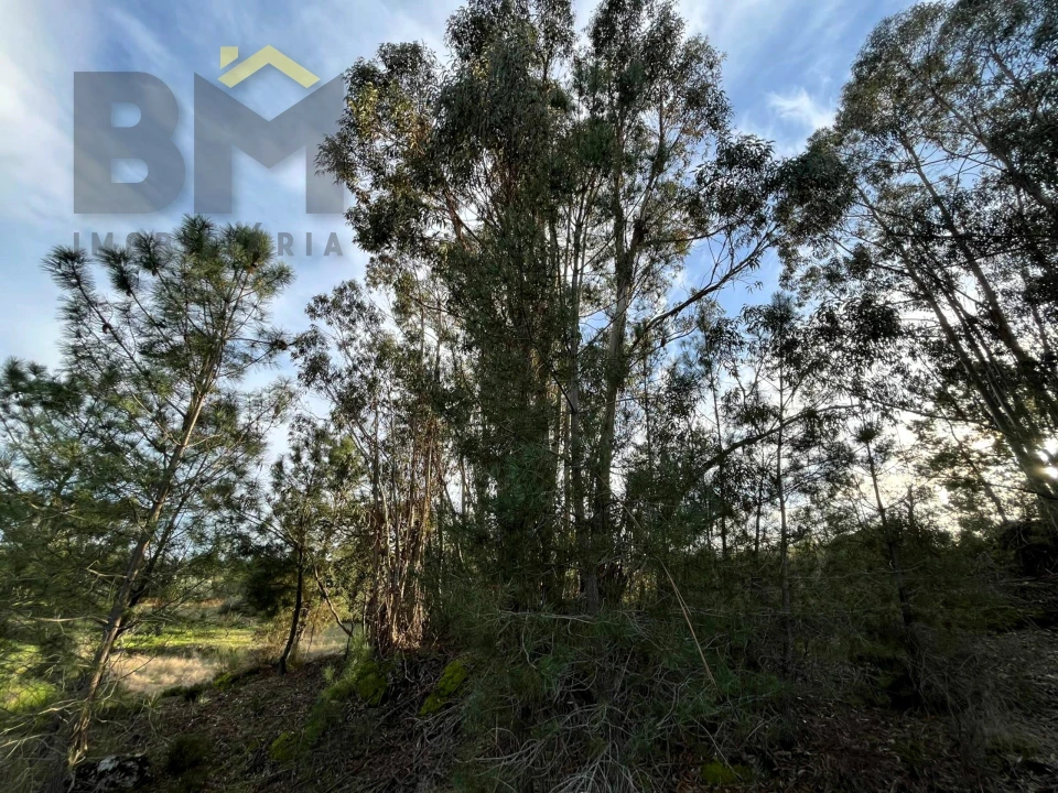 Terreno Agricola ou Rústico para Venda em Freixial e Juncal do Campo Foto 10