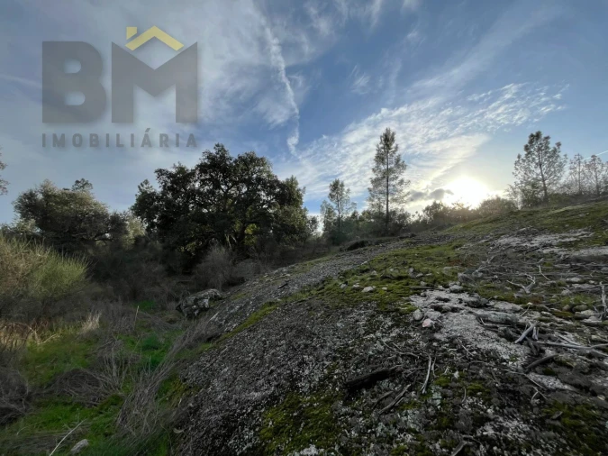 Terreno Agricola ou Rústico para Venda em Freixial e Juncal do Campo Foto 13