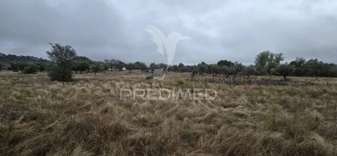 Terreno para Venda em Ribeira de Nisa e Carreiras Foto 6