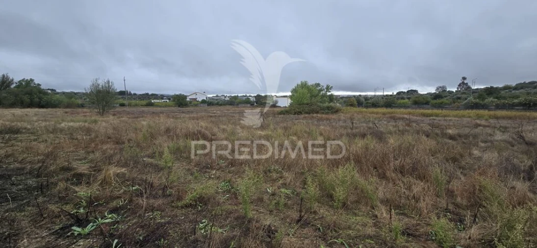 Terreno para Venda em Ribeira de Nisa e Carreiras Foto 3
