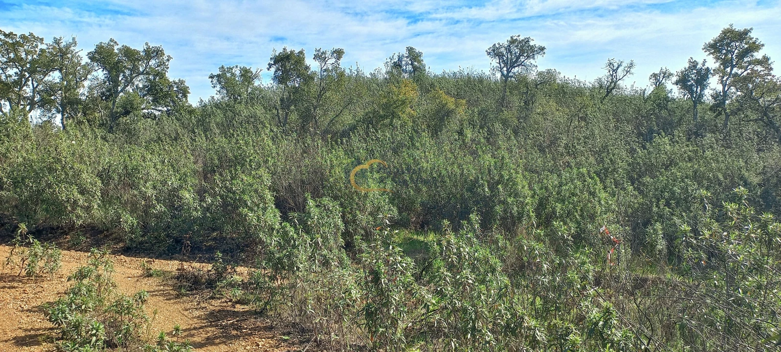 Terreno Agricola ou Rústico para Venda em São Bartolomeu de Messines Foto 7