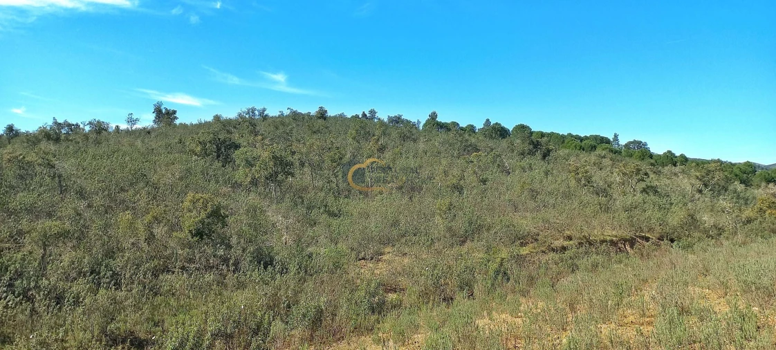 Terreno Agricola ou Rústico para Venda em São Bartolomeu de Messines Foto 3
