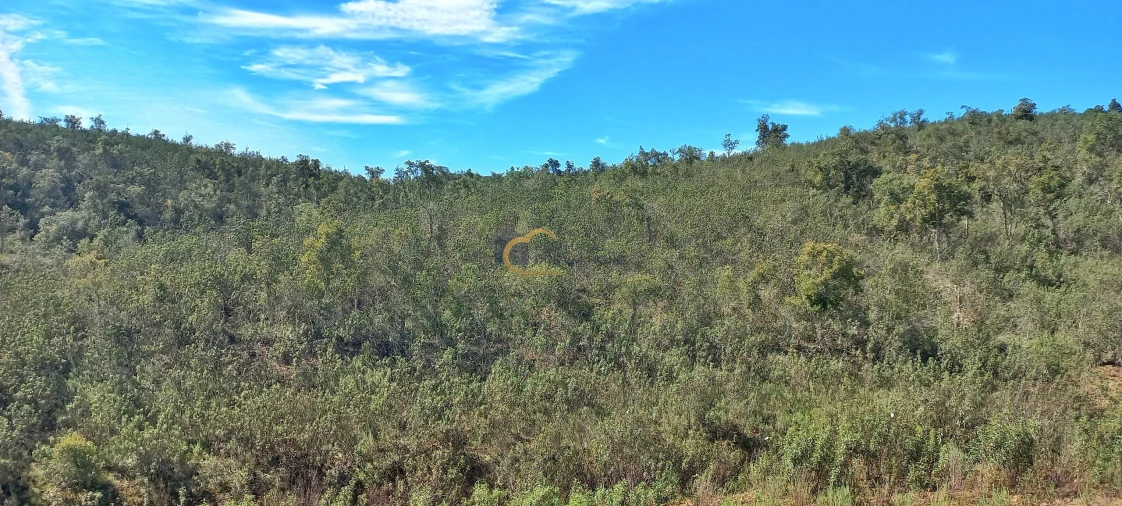 Terreno Agricola ou Rústico para Venda em São Bartolomeu de Messines Foto 2