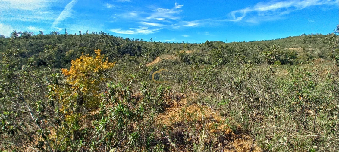 Terreno Agricola ou Rústico para Venda em São Bartolomeu de Messines Foto 13