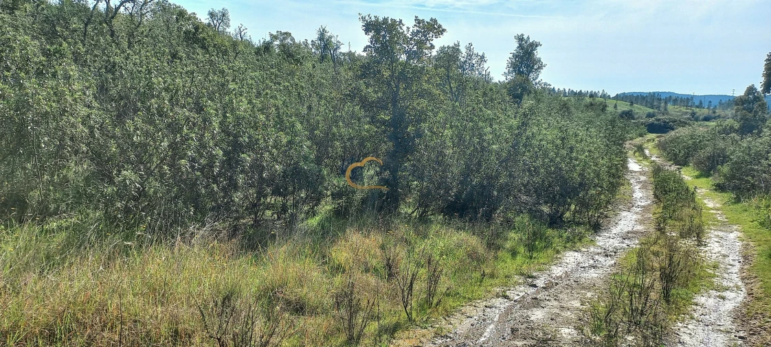 Terreno Agricola ou Rústico para Venda em São Bartolomeu de Messines Foto 6