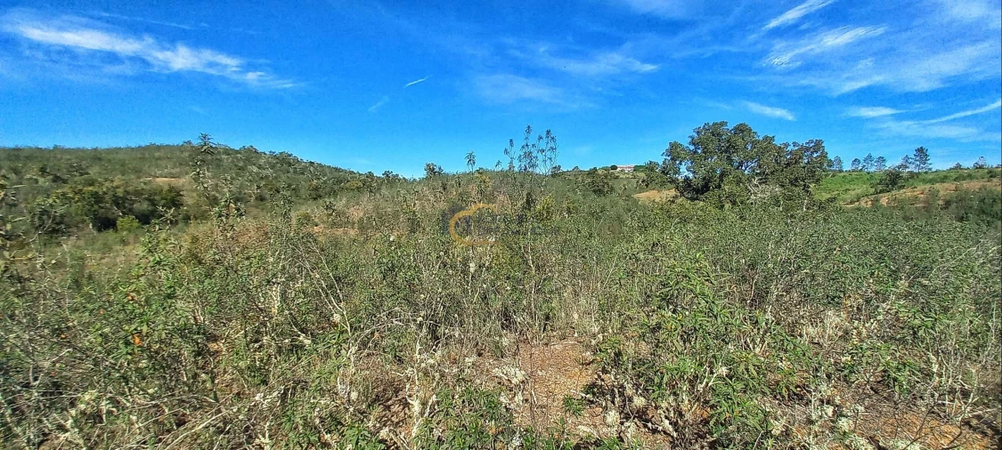 Terreno Agricola ou Rústico para Venda em São Bartolomeu de Messines Foto 11