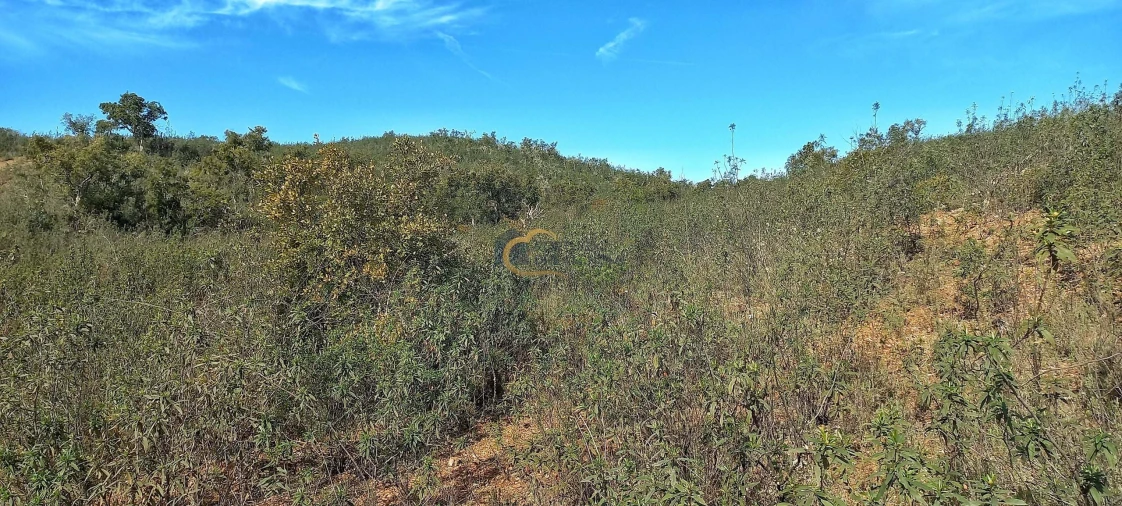 Terreno Agricola ou Rústico para Venda em São Bartolomeu de Messines Foto 9