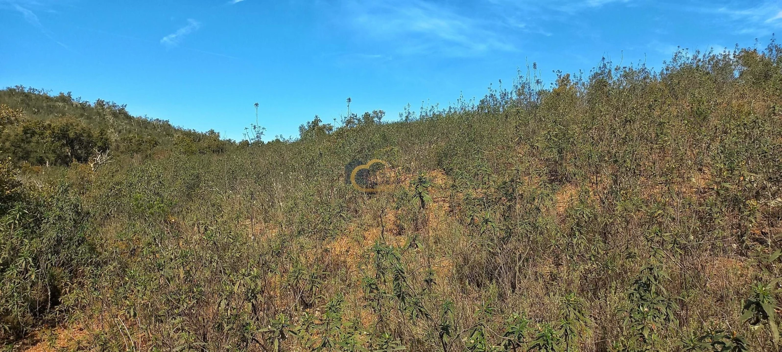 Terreno Agricola ou Rústico para Venda em São Bartolomeu de Messines Foto 10