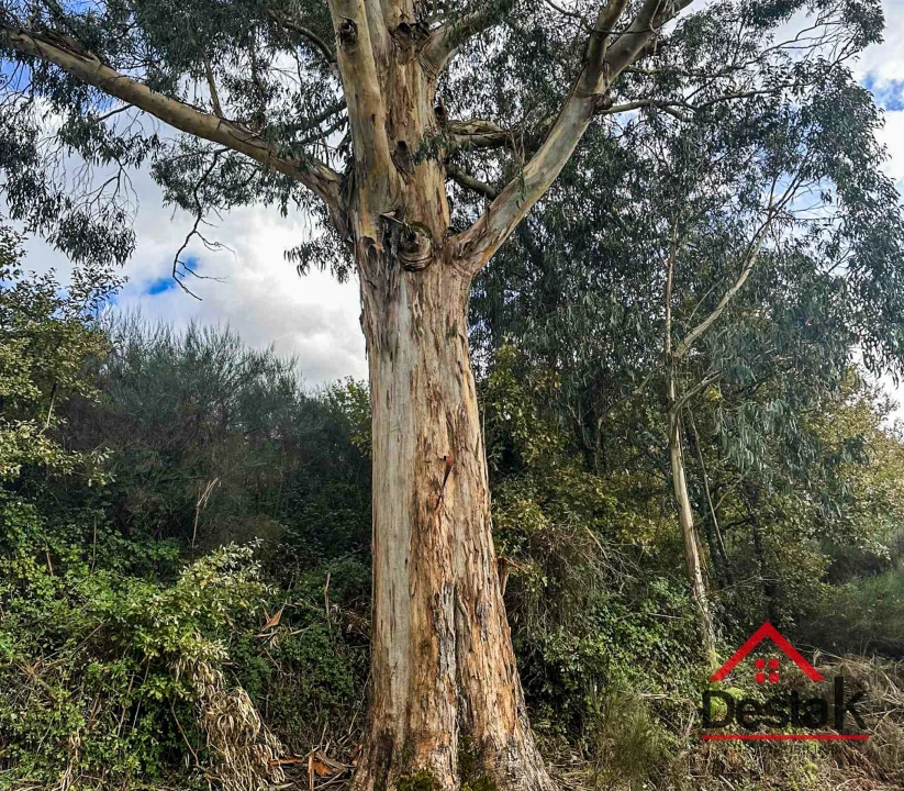 Quinta T0 para Venda em Queirã Foto 34