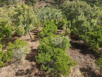 Terreno Agricola ou Rústico para Venda em Santa Clara-A-Nova e Gomes Aires