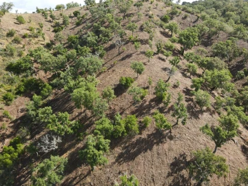 Terreno Agricola ou Rústico para Venda em Santa Clara-A-Nova e Gomes Aires
