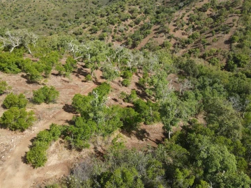 Terreno Agricola ou Rústico para Venda em Santa Clara-A-Nova e Gomes Aires