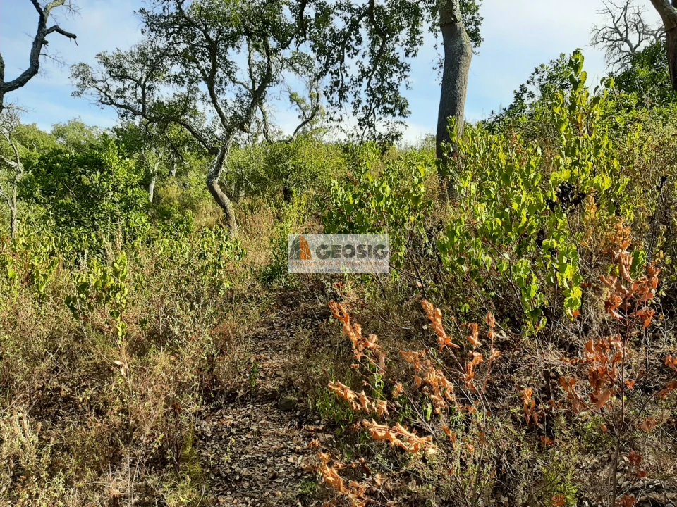 Terreno Agricola ou Rústico para Venda em Santa Clara-A-Nova e Gomes Aires Foto 6