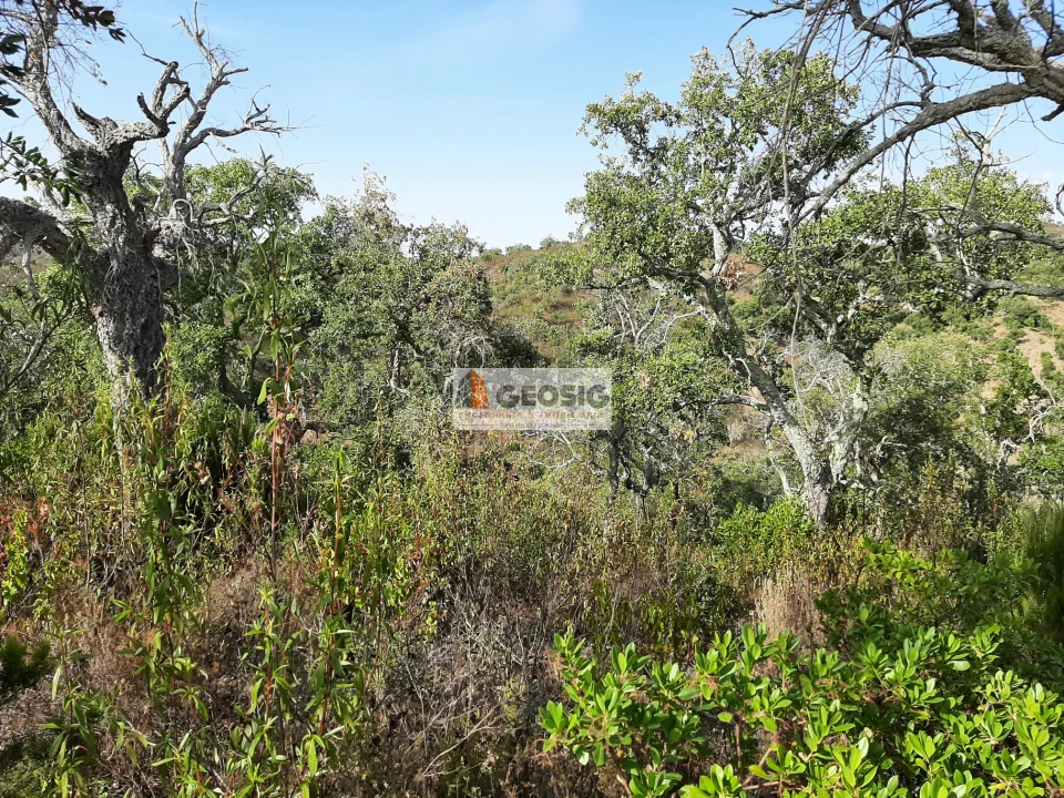 Terreno Agricola ou Rústico para Venda em Santa Clara-A-Nova e Gomes Aires Foto 3