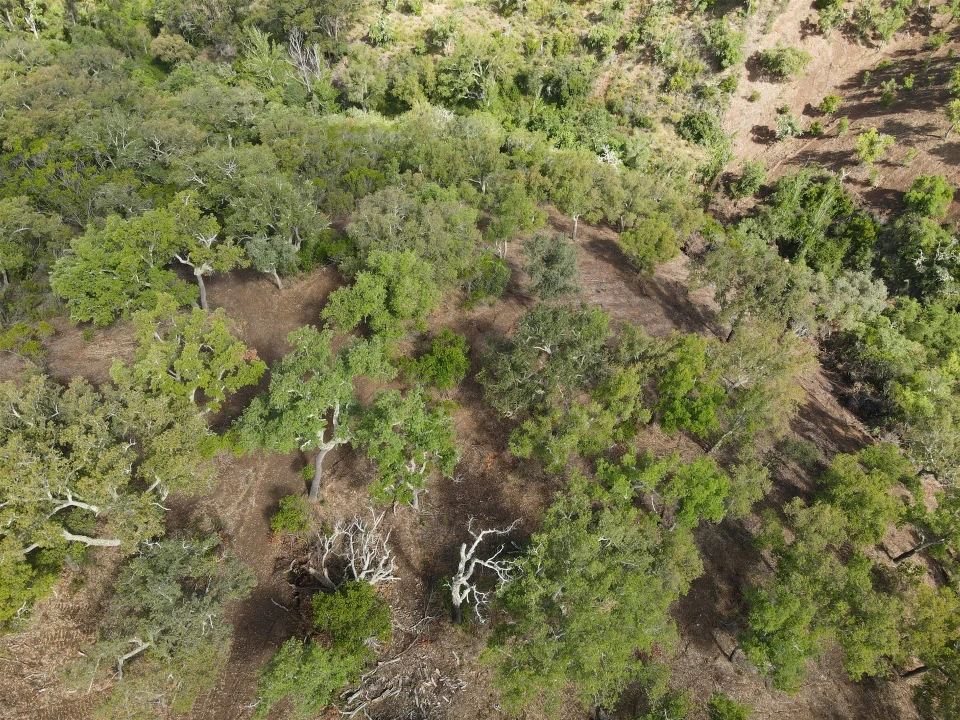 Terreno Agricola ou Rústico para Venda em Santa Clara-A-Nova e Gomes Aires Foto 4