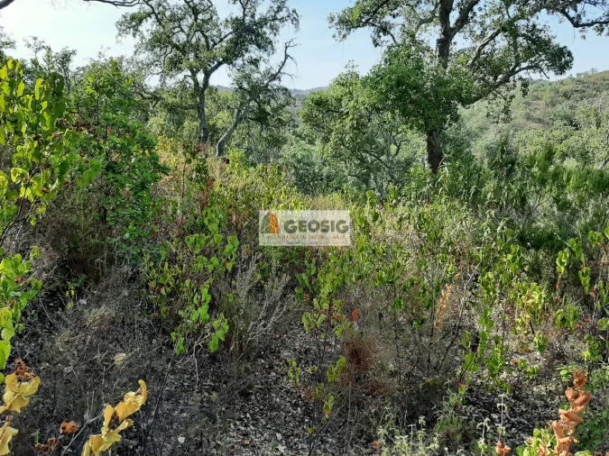 Terreno Agricola ou Rústico para Venda em Santa Clara-A-Nova e Gomes Aires Foto 7