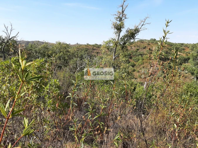 Terreno Agricola ou Rústico para Venda em Santa Clara-A-Nova e Gomes Aires Foto 4