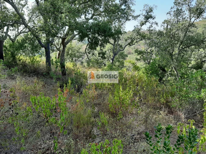 Terreno Agricola ou Rústico para Venda em Santa Clara-A-Nova e Gomes Aires Foto 11