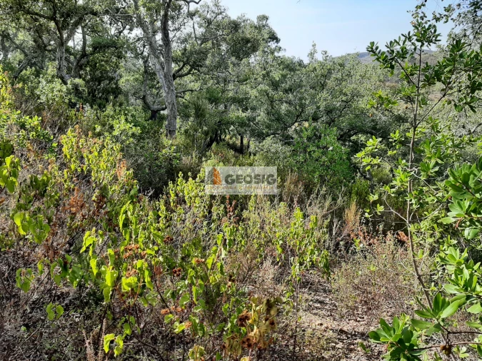 Terreno Agricola ou Rústico para Venda em Santa Clara-A-Nova e Gomes Aires Foto 9