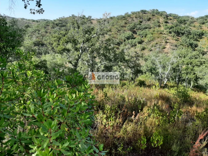 Terreno Agricola ou Rústico para Venda em Santa Clara-A-Nova e Gomes Aires Foto 8