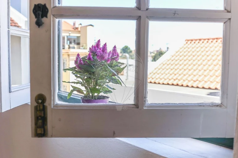 Negócio para Venda em Santa Maria Maior Foto 6