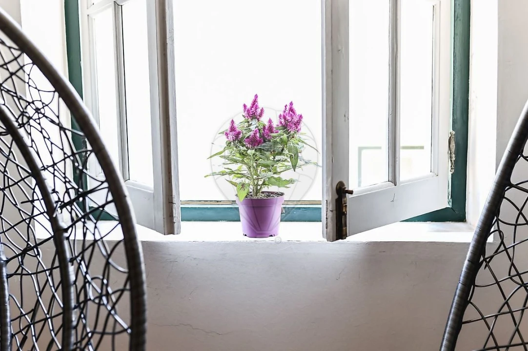 Negócio para Venda em Santa Maria Maior Foto 35