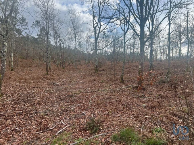 Terreno para Venda em Carvalhais e Candal Foto 7