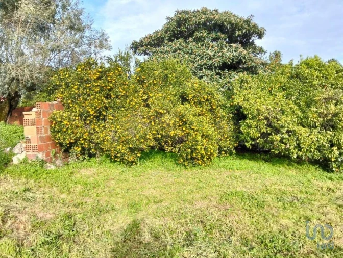 Terreno para Venda em Alcobertas Foto 13