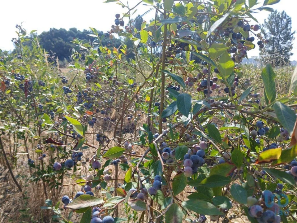 Terreno para Venda em Orjais Foto 3
