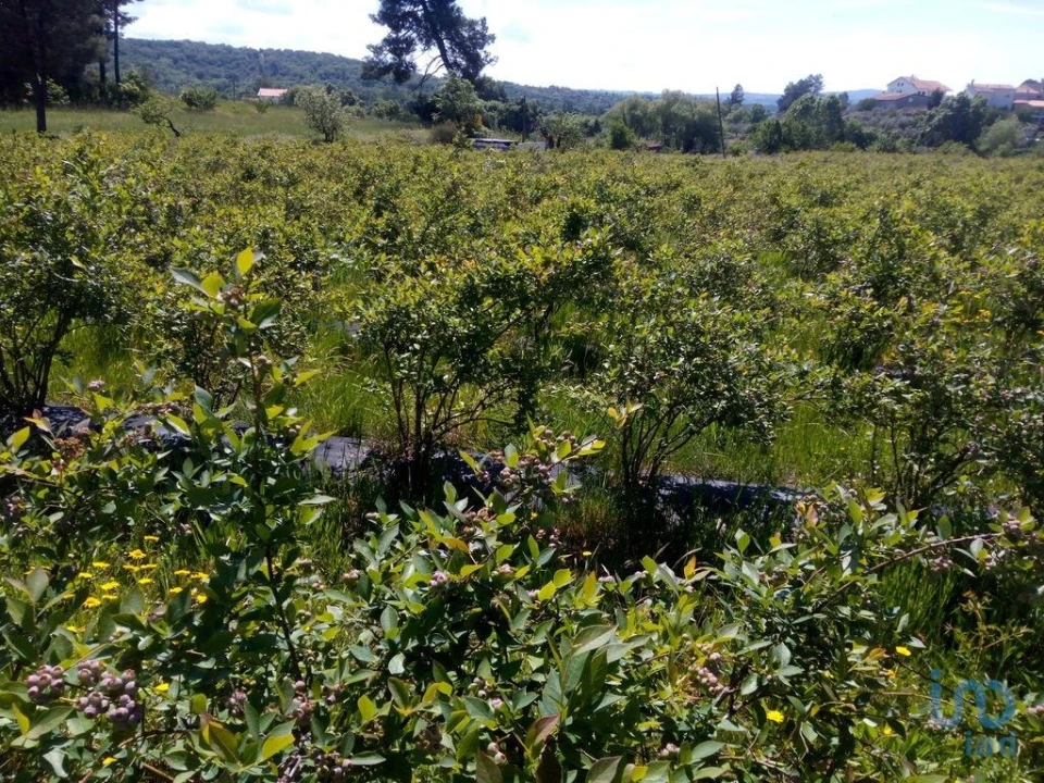 Terreno para Venda em Orjais Foto 13