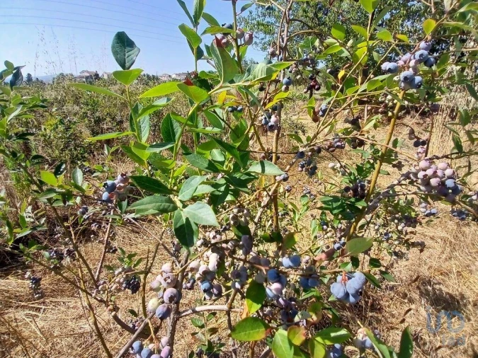 Terreno para Venda em Orjais Foto 15