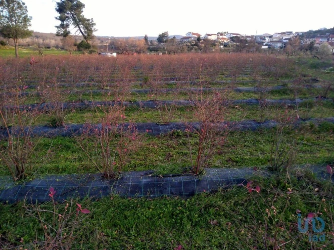 Terreno para Venda em Orjais Foto 8