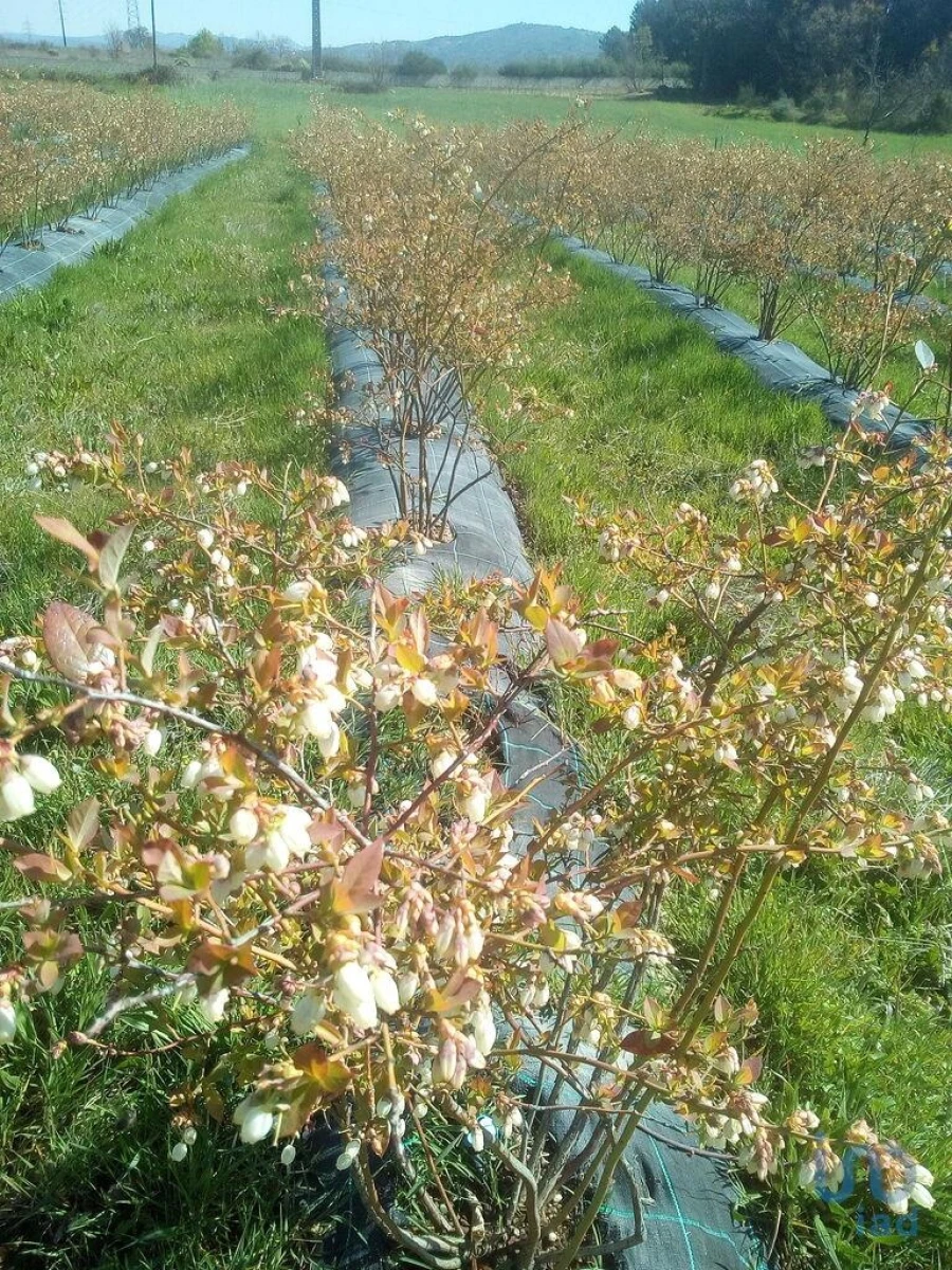 Terreno para Venda em Orjais Foto 7