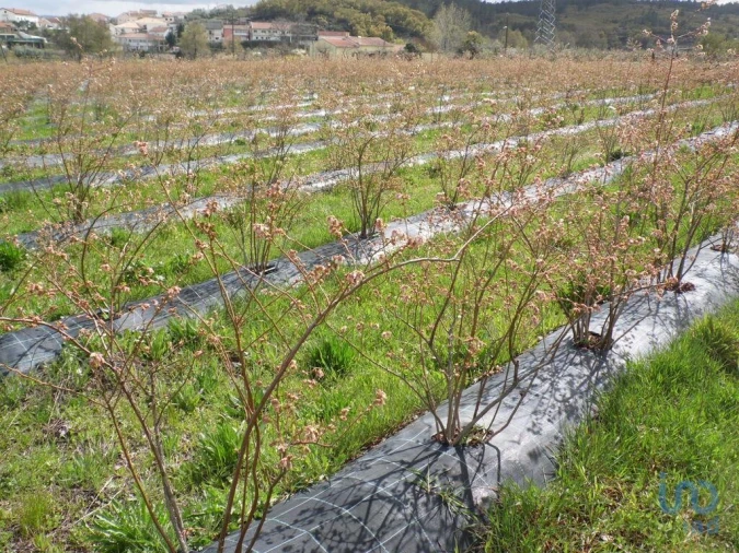 Terreno para Venda em Orjais