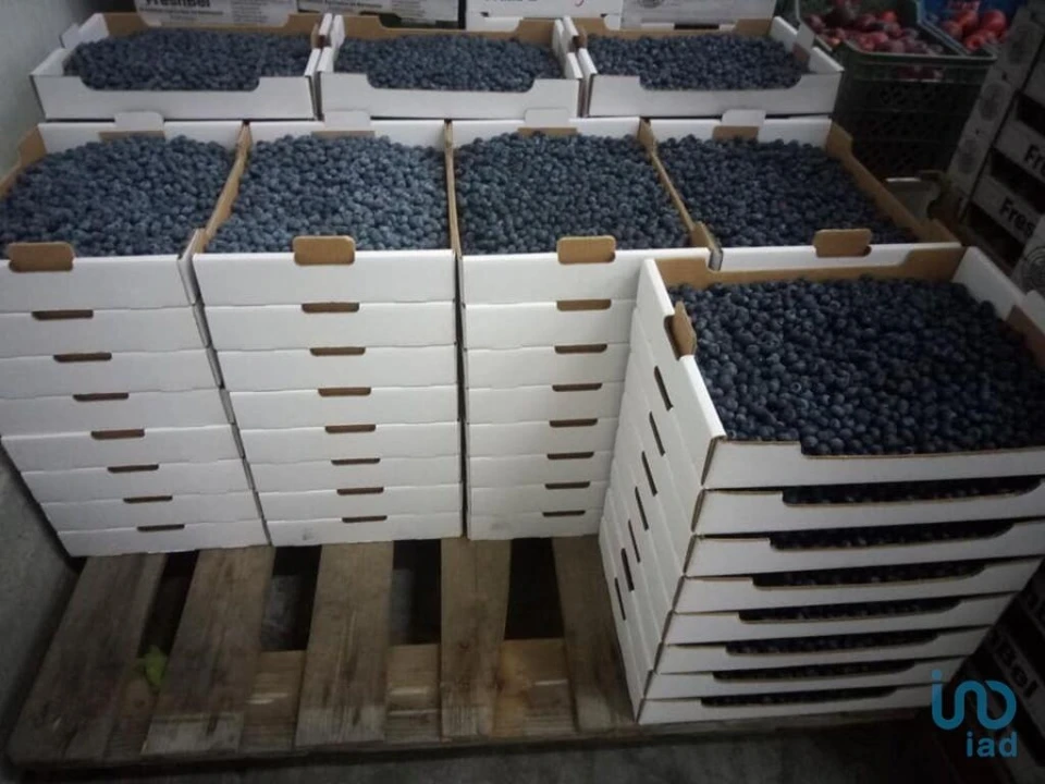 Terreno para Venda em Orjais Foto 14