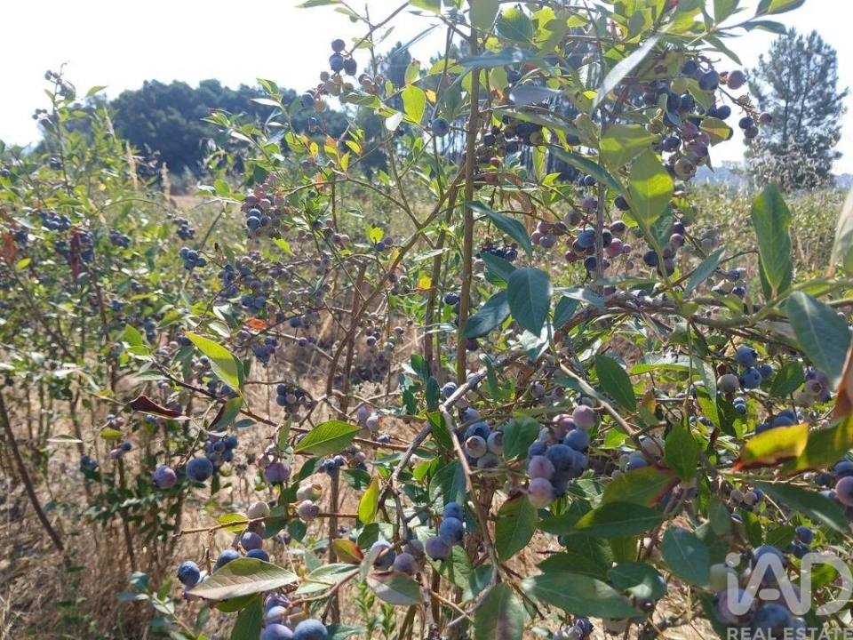 Terreno para Venda em Orjais Foto 19