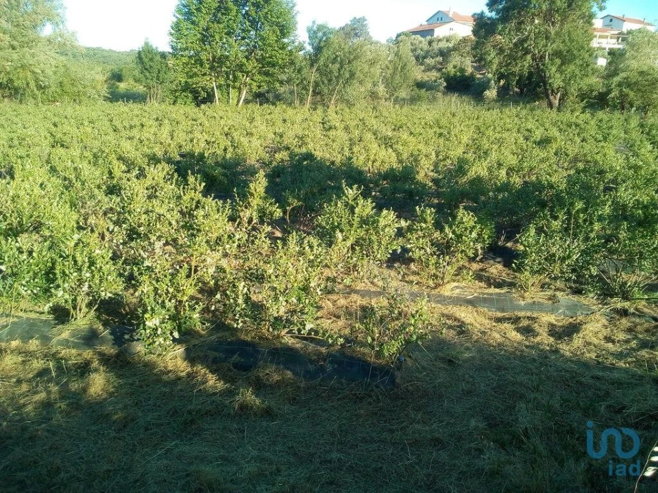 Terreno para Venda em Orjais Foto 6